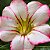 Rosa do Deserto - Adenium Obesum - Assanee - 5 Sementes - Imagem 1