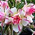 Rosa do Deserto - Adenium Obesum - Angle - 5 Sementes - Imagem 1