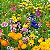 Flores Sortidas Que Atraem Abelhas: 300+ Sementes - Imagem 2