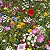 Flores Sortidas Que Atraem Beija-Flor (Pássaros): 300+ Sementes - Imagem 2