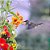 Flores Sortidas Que Atraem Beija-Flor (Pássaros): 300+ Sementes - Imagem 1