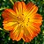 Cosmos Laranja- 10 Sementes - Imagem 1