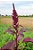 Amaranto Asteca - Amaranthus cruentus - 50 Sementes - Imagem 1