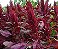 Amaranto Asteca - Amaranthus cruentus - 50 Sementes - Imagem 2