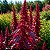 Amaranto Asteca - Amaranthus cruentus - 50 Sementes - Imagem 1