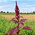 Amaranto Asteca - Amaranthus cruentus - 50 Sementes - Imagem 2
