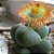 Mix Lithops Sortido - Planta Pedra - 30 Sementes - Imagem 3