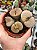 Mix Lithops Sortido - Planta Pedra - 30 Sementes - Imagem 4