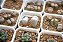 Mix Lithops Sortido - Planta Pedra - 30 Sementes - Imagem 6