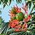 Merthiolate - Jatropha multifida - 2 Sementes - Imagem 1
