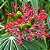 Merthiolate - Jatropha multifida - 2 Sementes - Imagem 2