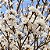 Ipê Branco - Tabebuia roseoalba: 500 Sementes - Imagem 2