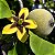 Genipapo (Genipa americana) - 5 Sementes - Imagem 1