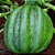 Abóbora Mogango - Cucurbita pepo: 7 Sementes - Imagem 1