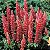 Lupino Coral: 15 Sementes - Imagem 1
