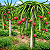 (Atacado) Pitaya (Dragon Fruit): 300 Sementes - Imagem 1