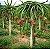 (Atacado) Pitaya (Dragon Fruit): 300 Sementes - Imagem 1