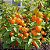 (Atacado) Physalis Fruta (Golden Berry): 300 Sementes - Imagem 2