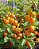 (Atacado) Physalis Fruta (Golden Berry): 300 Sementes - Imagem 1