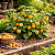 (Atacado) Physalis Fruta (Golden Berry): 300 Sementes - Imagem 1