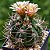 Sementes de Cactos Gymnocalycium nigriareolatum - 20 Sementes - Imagem 1