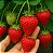 Morango Sensação - Fragaria vesca - 300 Sementes - Imagem 1