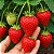 Morango Sensação - Fragaria vesca - 300 Sementes - Imagem 1