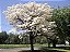 Ipê Branco - Tabebuia roseoalba: 100 Sementes - Imagem 2