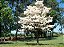 Ipê Branco - Tabebuia roseoalba: 100 Sementes - Imagem 3