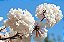 Ipê Branco - Tabebuia roseoalba: 100 Sementes - Imagem 4