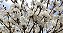 Ipê Branco - Tabebuia roseoalba: 100 Sementes - Imagem 1