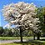 Ipê Branco - Tabebuia roseoalba: 100 Sementes - Imagem 2