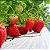 Morango Sensação - Fragaria vesca - 100 Sementes - Imagem 1