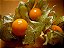 Physalis Fruta (Golden Berry): 100 Sementes - Imagem 1