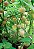 Physalis Fruta (Golden Berry): 100 Sementes - Imagem 8