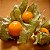 Physalis Fruta (Golden Berry): 100 Sementes - Imagem 1