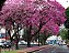 Ipê Rosa - Handroanthus avellanedae: 100 Sementes - Imagem 2