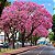 Ipê Rosa - Handroanthus avellanedae: 100 Sementes - Imagem 2
