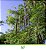 Moringa Oleifera - Moringa oleifera - 100 Sementes - Imagem 1
