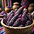 Milho Roxo Peruano (Maiz Morado) - 20 Sementes - Imagem 4