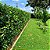 Limãozinho Bravo (Swinglea glutinosa) - 5 Sementes - Imagem 1