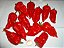 Bhut Jolokia: 20 Sementes (Pimenta Nuclear) - Imagem 8