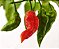 Bhut Jolokia: 20 Sementes (Pimenta Nuclear) - Imagem 1