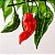 Bhut Jolokia: 20 Sementes (Pimenta Nuclear) - Imagem 1