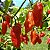 Bhut Jolokia: 20 Sementes (Pimenta Nuclear) - Imagem 2