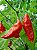 Bhut Jolokia: 20 Sementes (Pimenta Nuclear) - Imagem 5