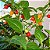 Pimenta Biquinho - Capsicum chinense - 40 Sementes - Imagem 8
