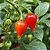 Pimenta Biquinho - Capsicum chinense - 40 Sementes - Imagem 5