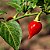 Pimenta Biquinho - Capsicum chinense - 40 Sementes - Imagem 6