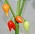 Pimenta Biquinho - Capsicum chinense - 40 Sementes - Imagem 7